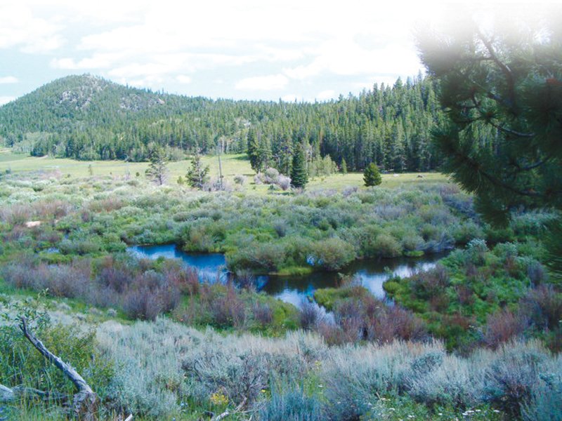 Property photo 27 - Get Lost in the Pristine Northern Colorado Rockies - Prime Building Sites